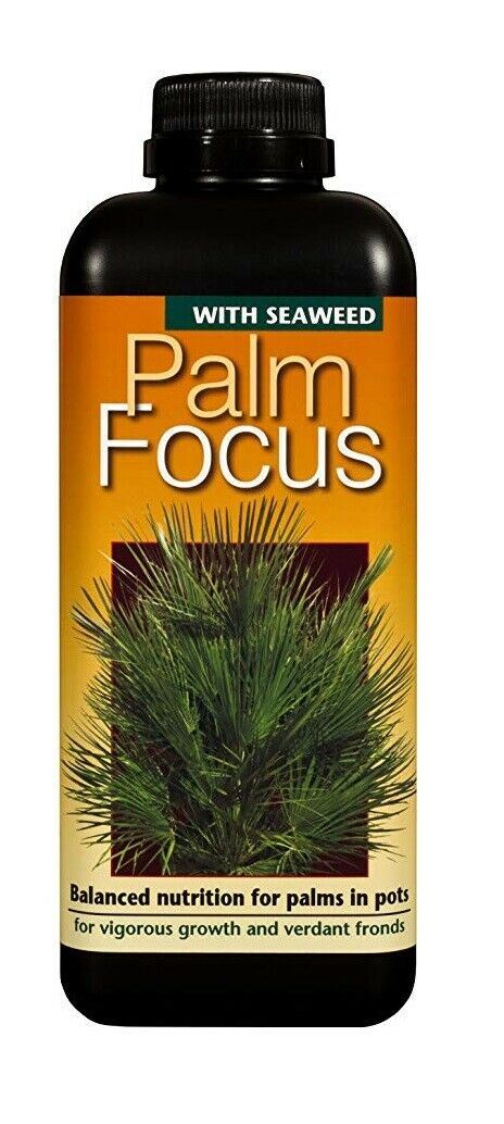 Growth Technology Palm Tree Focus