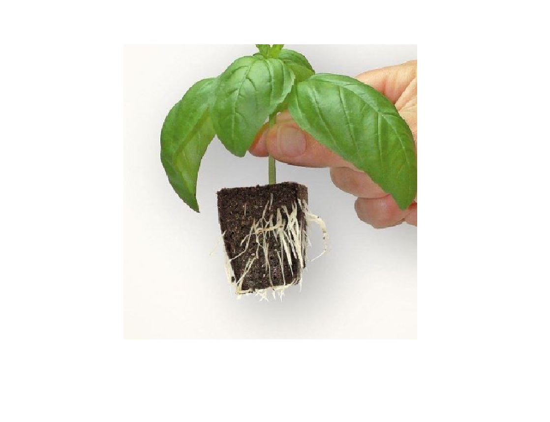 Root Riot Propagation Cubes