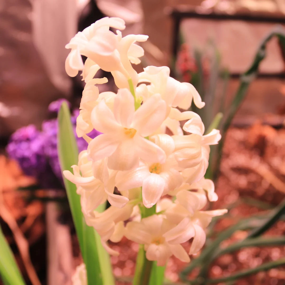 A photo of home grown Chinese Hyacinth that has developed fragrant white flowers with a purple flowering plant in the background