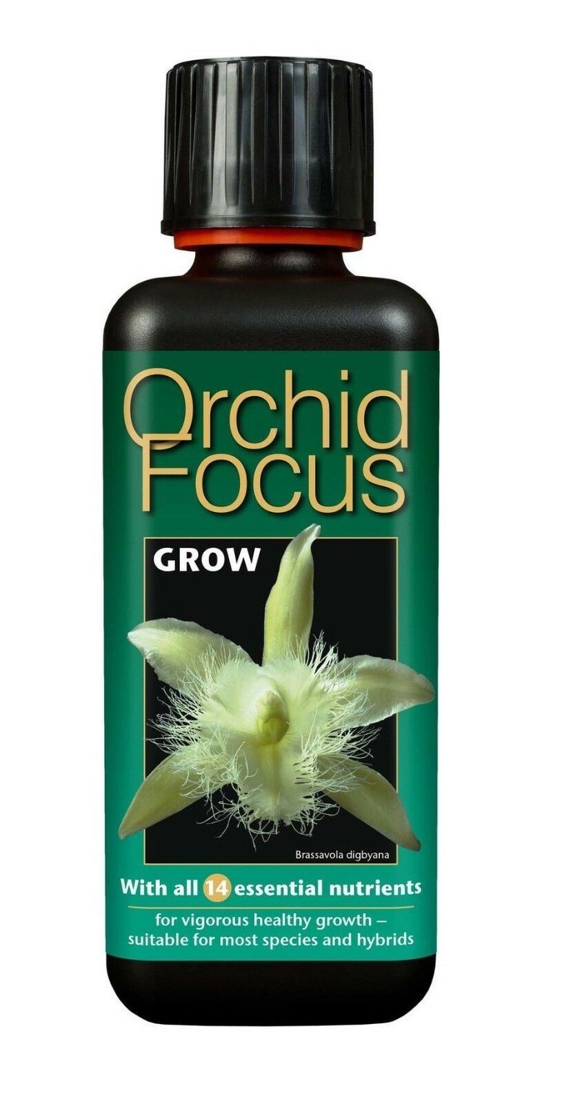 Orchid