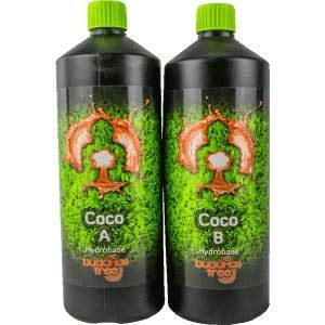 Buddhas Tree - Coco A&B