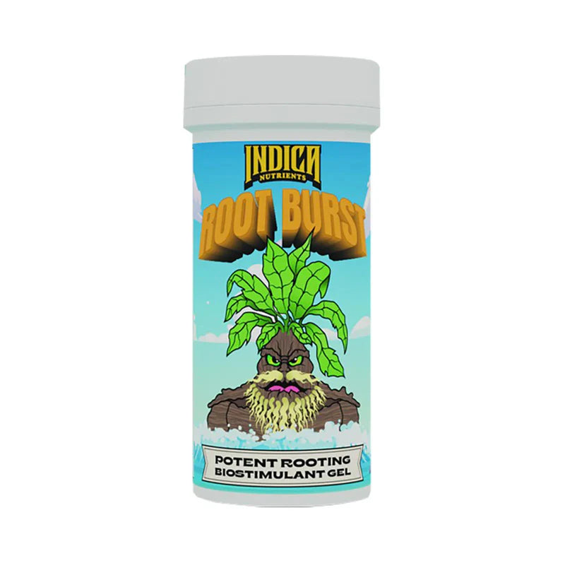 Indica Root Burst