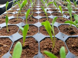 Plug Life Propagation Tray